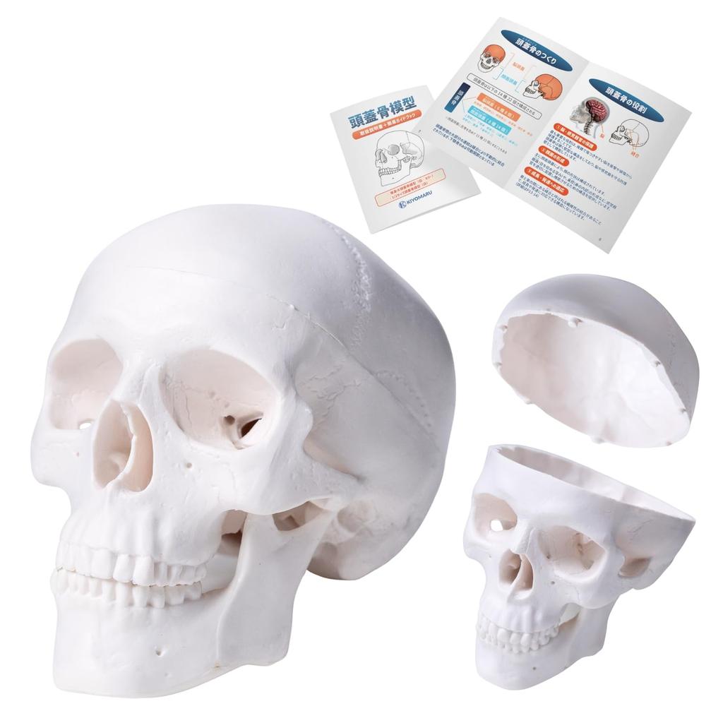 KIYOMARU Palm-Sized Mini Skull Model, Human Body Model, Skull Model, Supervised by a Physical Therapist, 1/2 Size, 2 Parts
