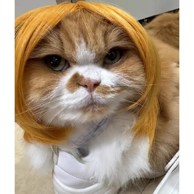 Pet Wig Dog Wig Pet Supplies Halloween Pet Accessories Curly Hair Straight Hair Cat Wig It Can Be DIY Trimmed