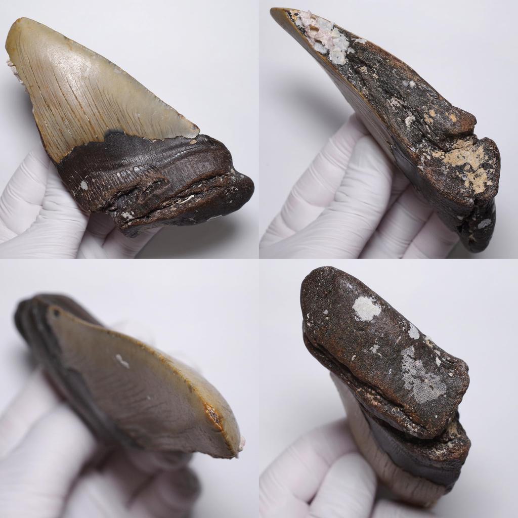 Stone Natural Fossil Megalodon North USA Specimen [N2 Natural] (Carcharocles/Otodus Megalodon) - Carolina, - (6 "One-of-a-kind" Tooth Approx.