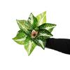 7 Forks Little Persian 1218 Head Persian Grass Big Leaves Shooting Props Simulation Plant Kidney Fern Green Plant Wall With Grass