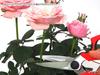 Gardening Sharp and precise blades for cutting thin stems and and even tying Ideal for all kinds of Gardening Shears shears twigs, strings.
