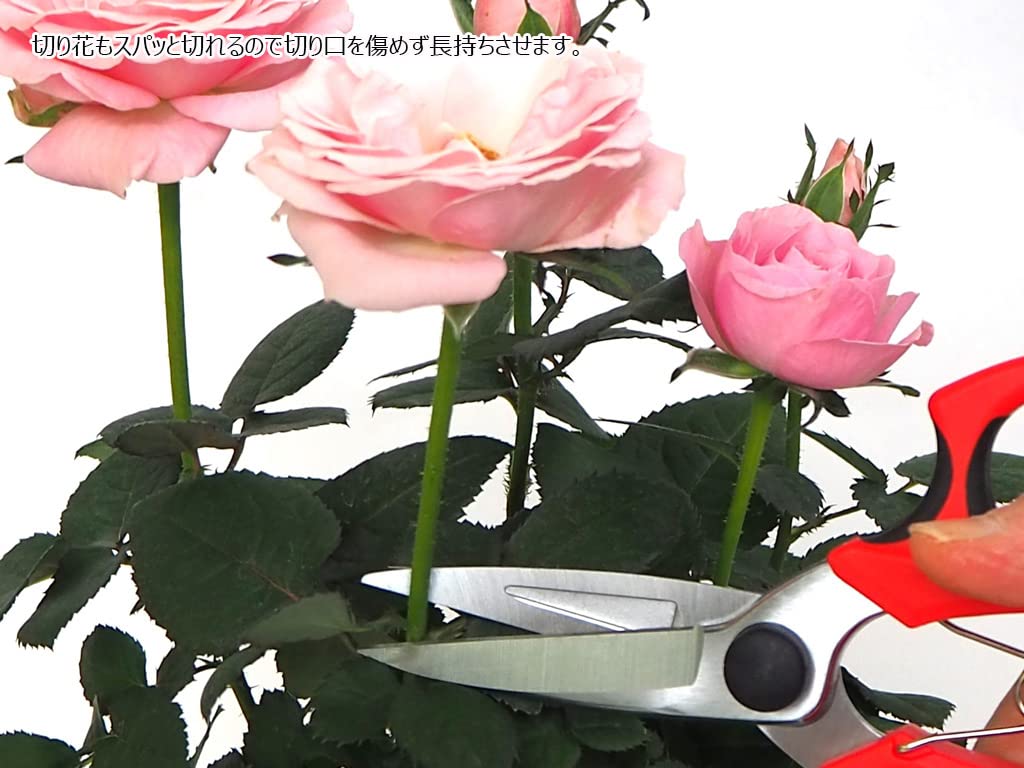 Gardening Sharp and precise blades for cutting thin stems and and even tying Ideal for all kinds of Gardening Shears shears twigs, strings.