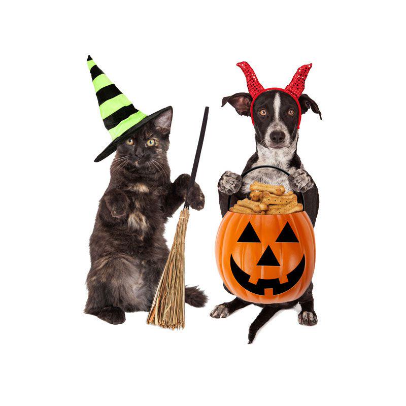 Kitten Puppy Pumpkin Halloween Sticker For Festive Home Decoration**