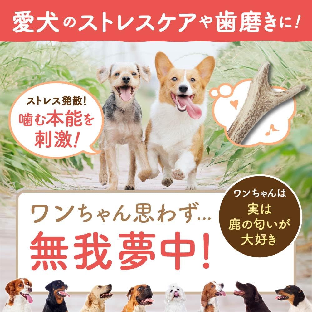 Maruichi Okada Shoten Deer Antler Dog Hokkaido (Large)