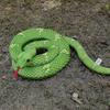 Snake Stuffed Animals Plush Toy,lifelike Scary Prank Prop Toy,gifts For Kids