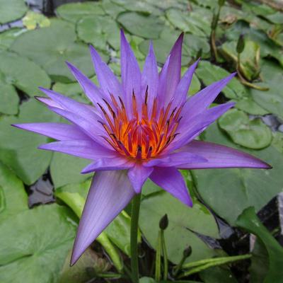 15 Semínka leknínu " CAPENSIS PURPLE "Nymphaea WATER Lily "-ČERSTVÁ SEMÍNKA