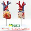ENOVO 1:1 Detachable Human Heart Model