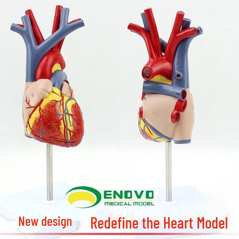 ENOVO 1:1 Detachable Human Heart Model
