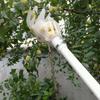 Utensili a Mano Raccoglifrutta Multicolore Plastica Strumento per Raccolta Frutta Raccoglitore Strumenti Agricoli per Raccolta Bacche di Alloro e Giuggiole