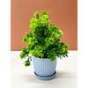 Kunstpflanzen Klein, Mini Künstliche Pflanzen Innen Für Zuhause Bauernhaus Badezimmer Regal Deko(Höhe : 17Cm,Blau)