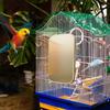Papageienkäfig Heizung, Vogelheizung für Käfigvogel Sitzständer Bissfest Haustierbedarf für Nachtreisen Conure Hängematte Innen