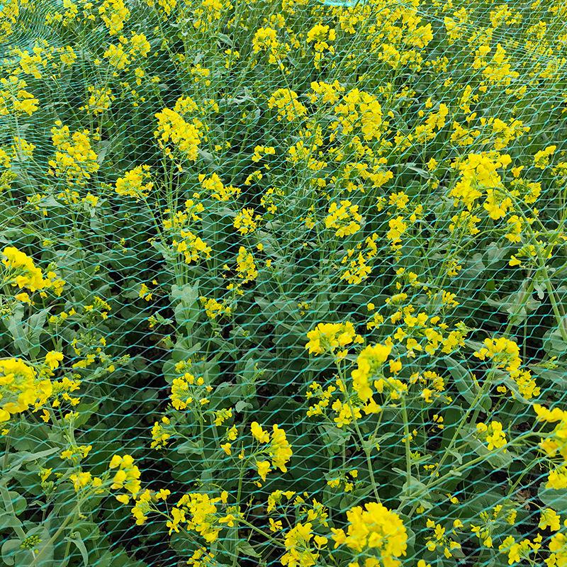 Polyethylene Garden Protection Net for Plants, Orchard, Pond, Courtyard, and Fruit Trees - Green Bird Netting Cover