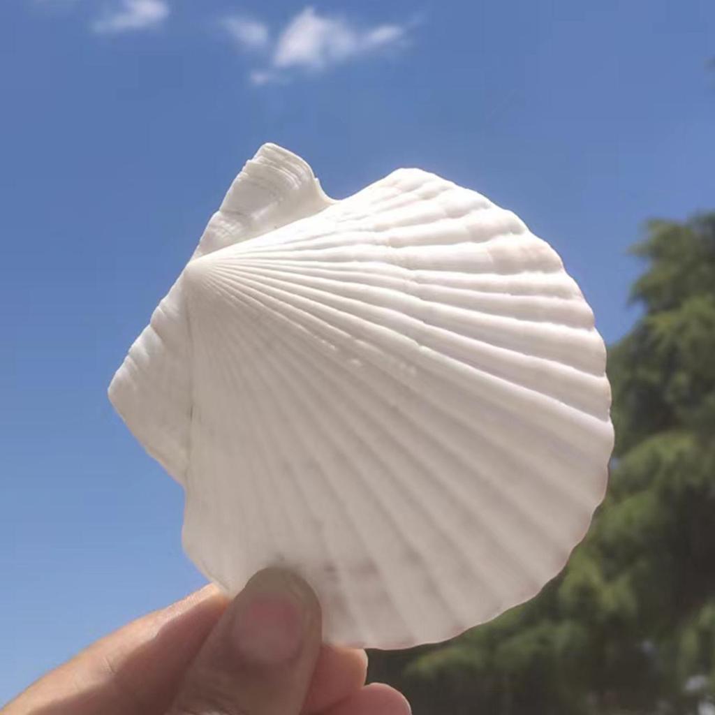 Natural Large Seashell Set for DIY Painting & Crafts - Small Scallop & Conch Shells