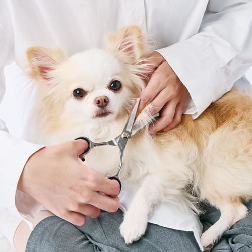 

Petio FIXCARE Dog and Cat Grooming Scissors with Rounded, Gentle Tips