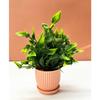 Plastic 6 Packs Fake Plants Small,Mini Artificial Plants Indoor For Home Farmhouse Bathroom Shelf Décor(Height : 17Cm,Pink)