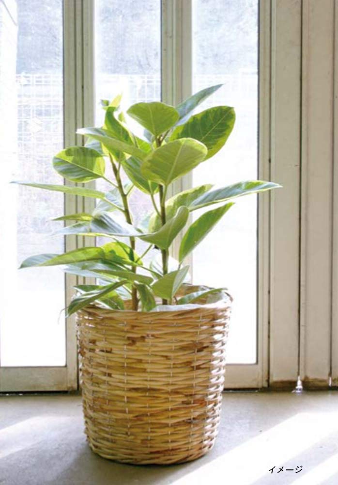 Ohashi Shinji Shoten Pot Cover Rattan Basket Natural X H20cm Approx. 24 13-246