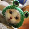 Cappello per gatti autunno inverno Cappello elastico carino raffinato per animali domestici Cuccioli Gattini Cappello lavorato a maglia Party Photo Shoot Puntelli Decorazione Accessori per gatti