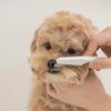 1 Stück Hundekamm aus Edelstahl für Haustiere - Sanftes Pflegeinstrument für Hunde, Effektive Läuseentfernung, Geeignet für Alle Rassen, Hundepflege