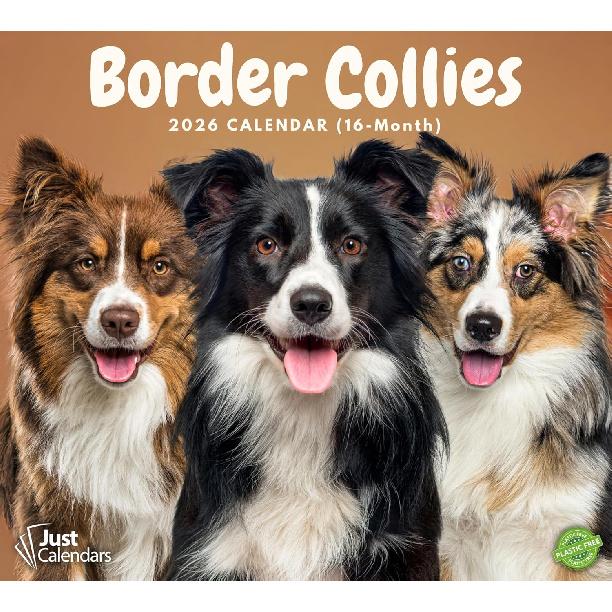 2026 Border Collies Dog Deluxe Wall Calendar | 16-Month Monthly Planner | Eco-Friendly Plastic-Free Organizer | Large 12  x 13.3  Home & Office