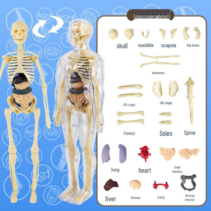 Children's Educational Human Anatomy Model - Skeleton & Organ Structure Toy for Medical Teaching