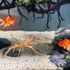 Peces y mascotas acuáticas – Decoración de peceras