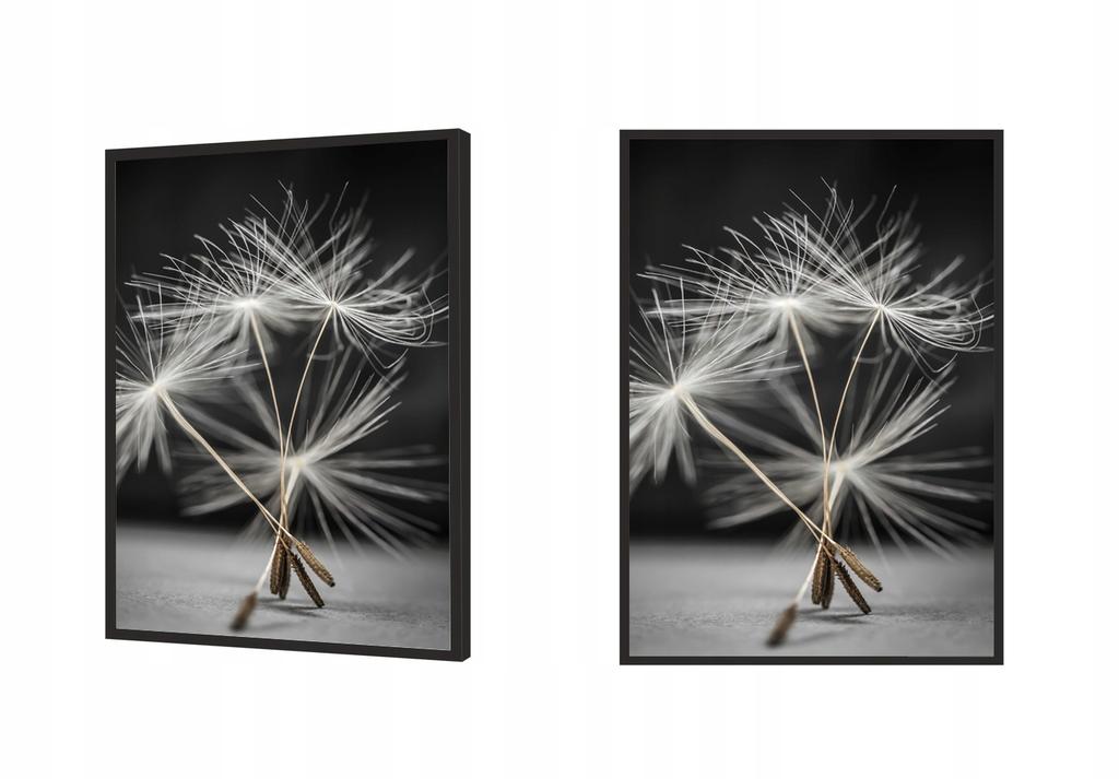 Picture, poster Framed 53x73 cm Dandelion P521
