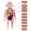 Model Anatomy Doll Human Torso Body Model Anatomy Anatomical Medical Internal Organs For Teaching DIY Assembly Educational Doll