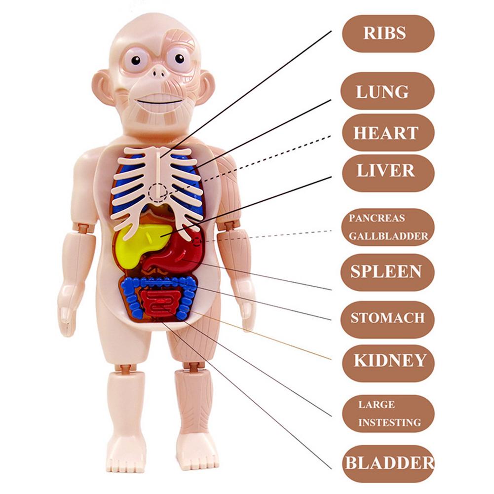 Model Anatomy Doll Human Torso Body Model Anatomy Anatomical Medical Internal Organs For Teaching DIY Assembly Educational Doll