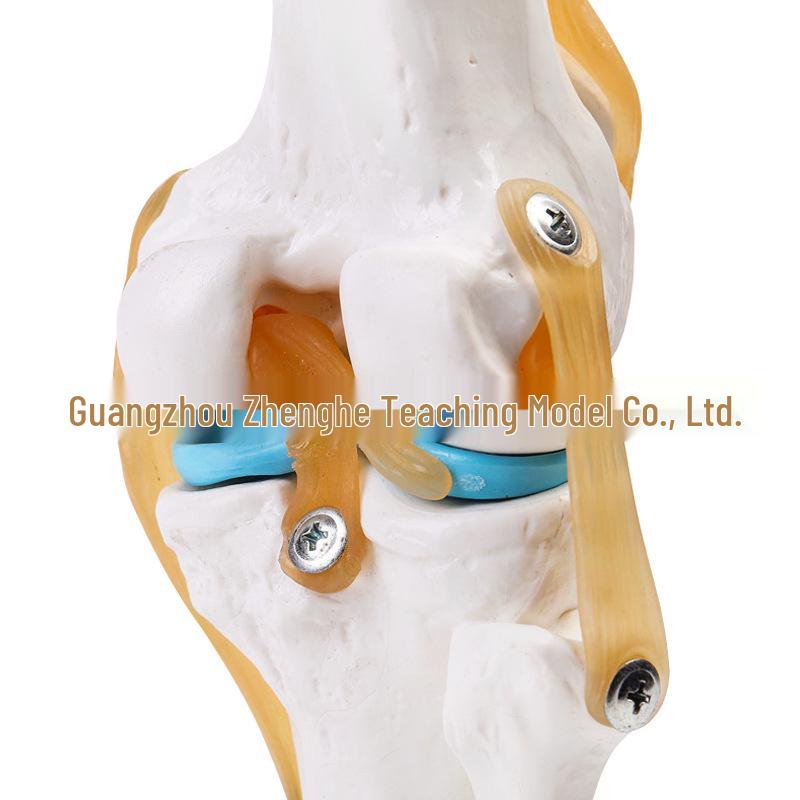 Functional Human Knee Joint Model with Ligaments