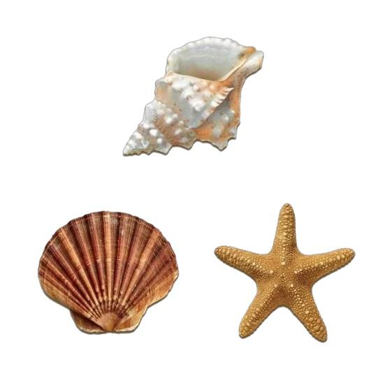 

3 Pcs Beach Wall Decor Wooden Seashell Starfish Wall Decoration Rustic Ocean Coastal Nautical Wall Art for Living Room Bathroom Balcony Sets
