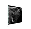 Glass Protective Plate for the Stove 50x52 Elephant