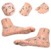 2pcs 19cm / 7.5in Feet Acupoint Model Acupuncture Teaching Aids Supplies Foot Model