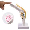 Human Knee Joint Model for Orthopedic Teaching and Display