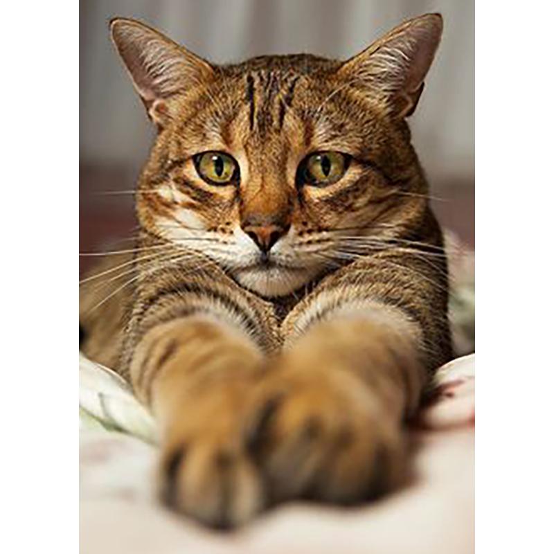 DIY Cat 5D Diamond Painting Full Round Drill Rhinestones Animals Diamond Embroidery Cross Stitch Mosaic Hobby Gift Home Decor