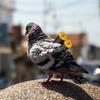 Plastic Pigeon Whistle Tail Whistle Flight Training Tool Carrier Pigeon Supplies Bird Watchers Birdcage Accessory