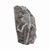Aquarium Dinosaur Reliquiae Decoration Reptile Resin Dinosaur Reliquiae Rock   for Fish   Aquarium