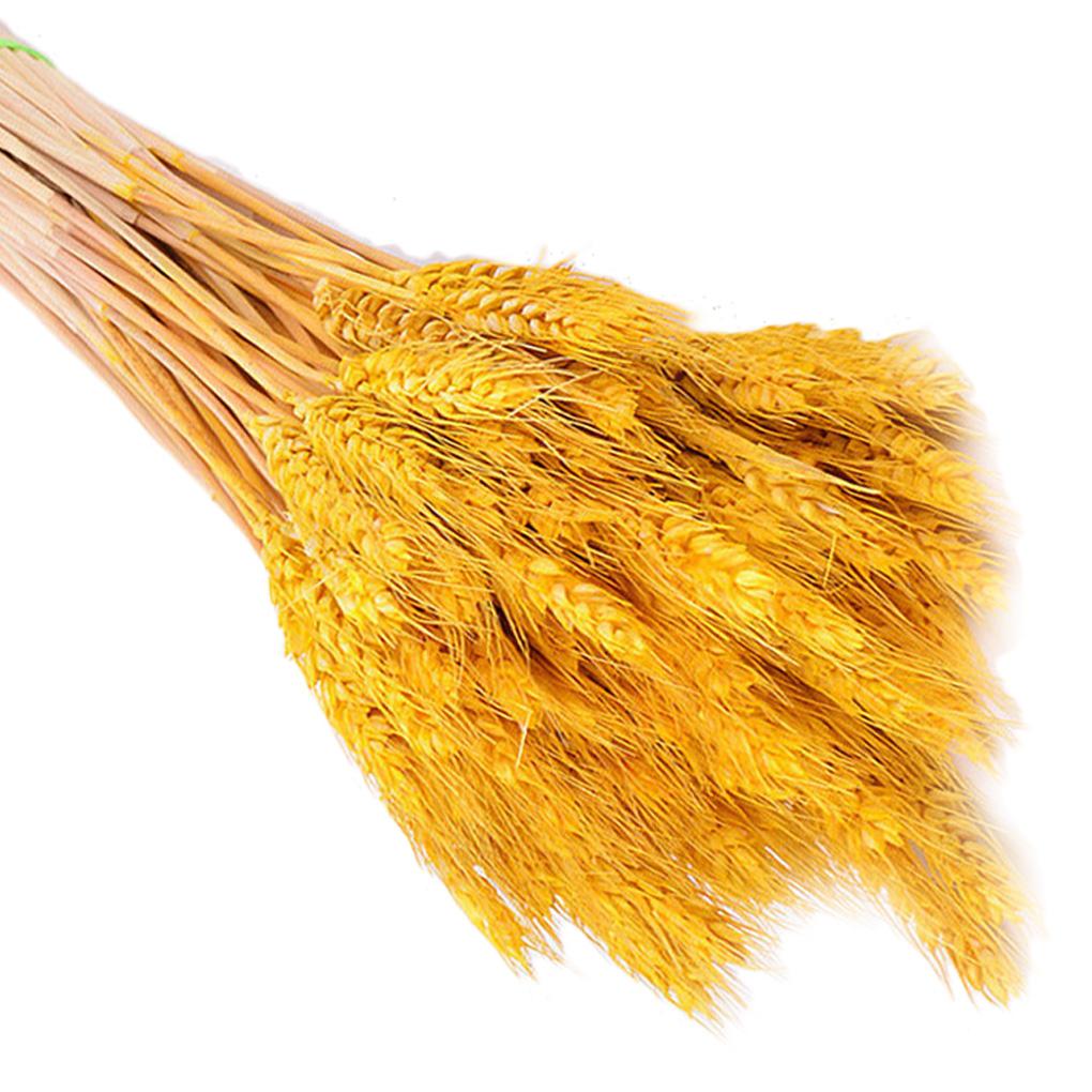Home Decor Natural Dried Flowers Dried Wheat Bouquet Wheat Ear