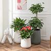 Nordic Creative Self-Watering Large Round Rattan Style Indoor Flower Pot for Green Plants