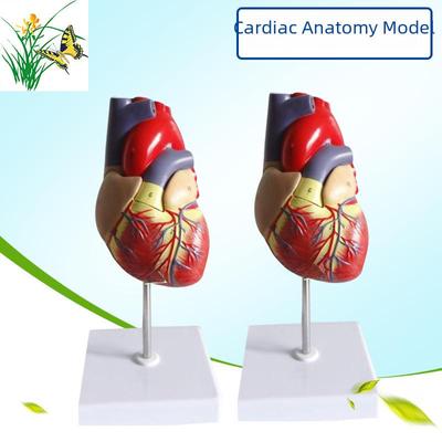 Large Human Heart Anatomical Model with 34 Markings for Medical Ultrasound Teaching
