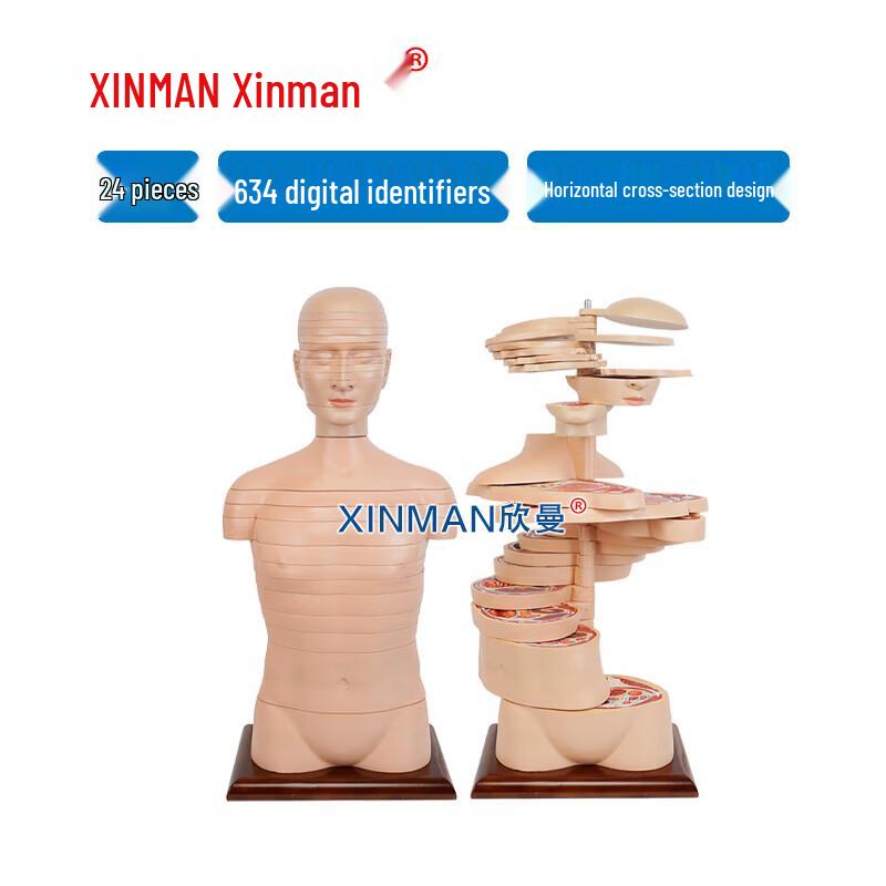 Xinman 24-Piece Human Torso Cross-Sectional Anatomy Model