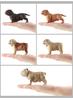 Lifelike Pvc Animal Model Collection Including Bulldog And Shar Pei Decorative Pieces
