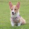 Dog Harness Pet Leash Anti-Escape Dog Vest Harness Pet Clothes Outdoor Activity Training Harness Vest for Medium Dog