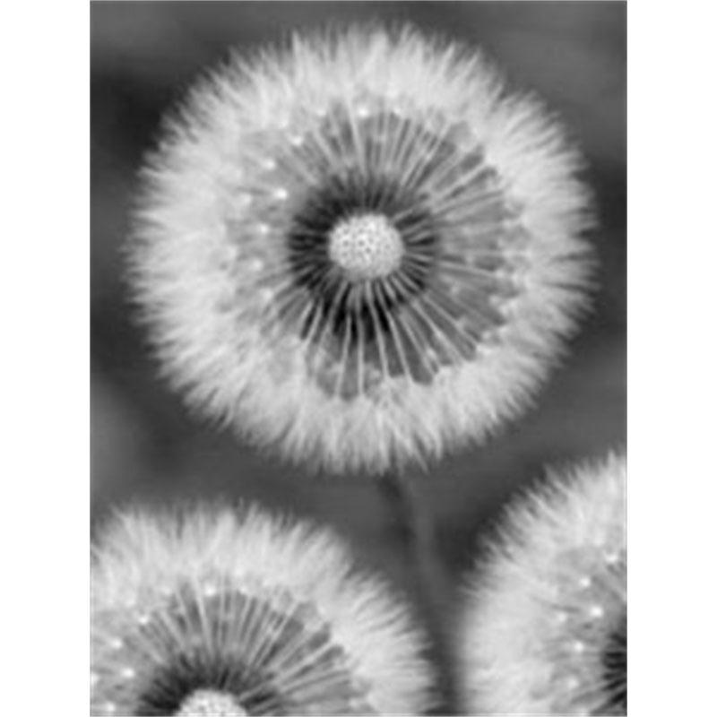 

DIY Алмазная картина Черно-белый одуванчик Набор для вышивки крестом Мозаичное искусство Алмазная картина Полный круг/квадрат Алмазное украшение для дома Round 20x30cm