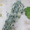 Preserved Eryngium Blue Planet Glass Dome DIY Wedding Flowers