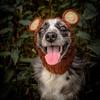 Dinosaur/Brown Bear Halloween Knitted Pet Hat Deer/Black Bull Shape Breathable Rabbit Ear Dog Hat Soft Wool Knitted Puppy Cap