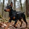 Cães – Colares e correias para cães