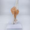 Anatomical Human Elbow Joint Model with Ligaments