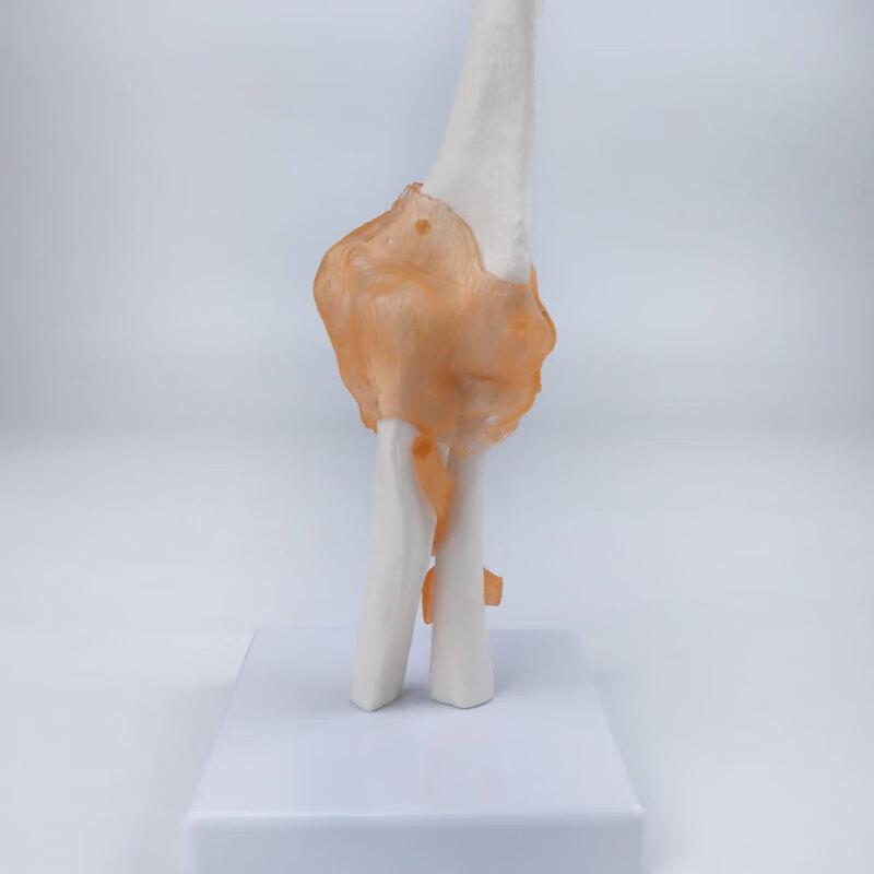 Anatomical Human Elbow Joint Model with Ligaments