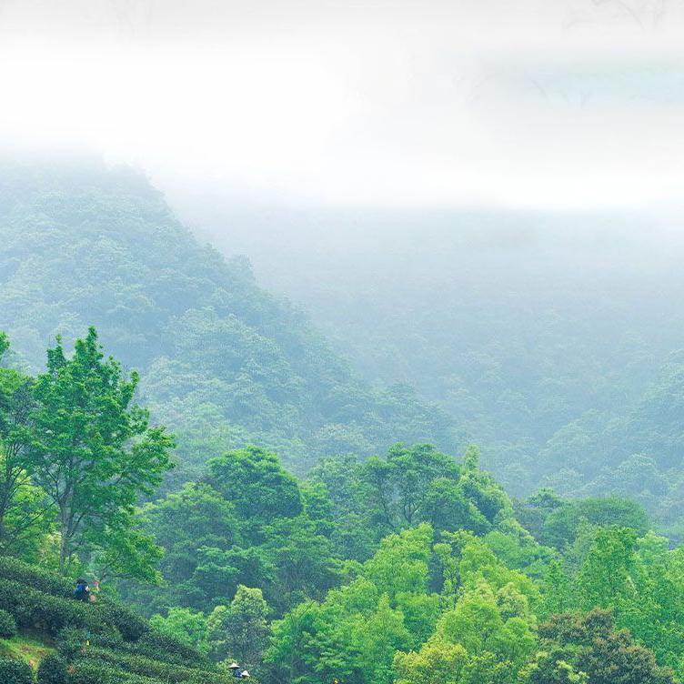 Black Oolong Tea + Bergamot Puerh Tea, Oolong Tea Bags Hot & Cold Brew Tea