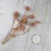 Preserved Eryngium Blue Planet Glass Dome DIY Wedding Flowers